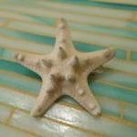 White Knobby Starfish Barrette - Be..